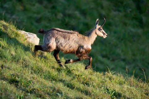 Chamois
