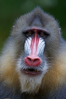 Mandrill