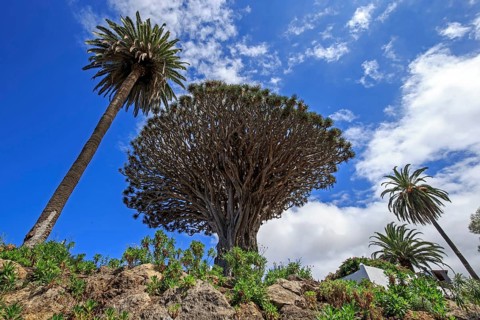 Tenerife