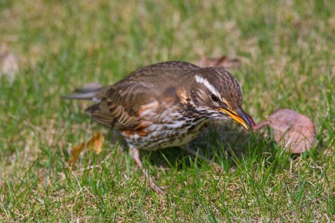 Robin