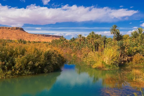 Tafilalet Oasis