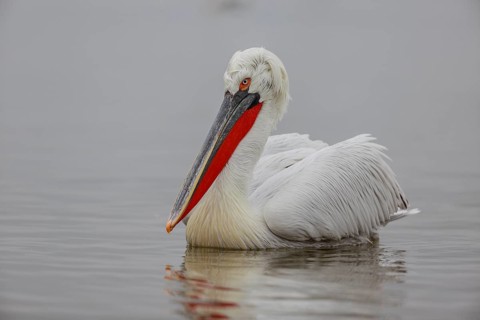 Dalmatian pelican