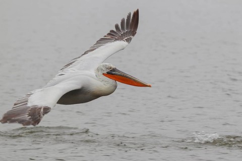 Dalmatian pelican