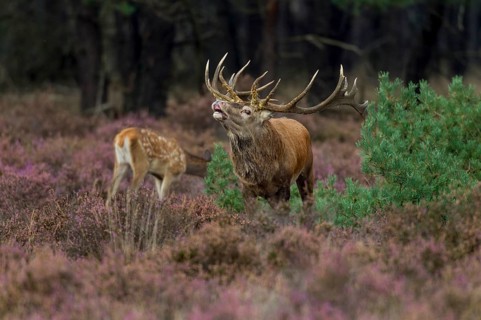 Red deer in the Hoge Veluwe National Park