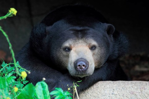 Malayan sun bear