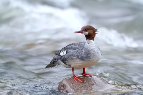 Common merganser