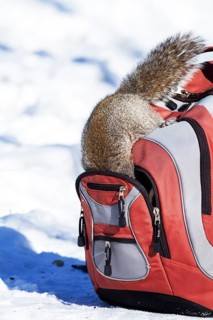 Eastern grey squirrel looking for peanuts in a backpack