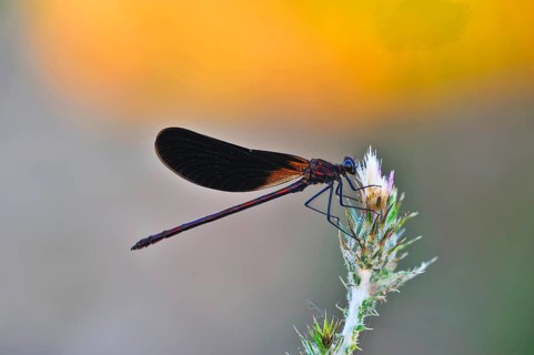 Copper demoiselle