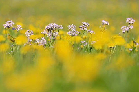 Meadowfoam