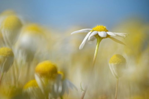 Scentless mayweed