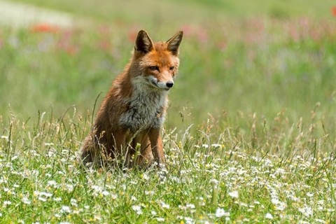 Red fox