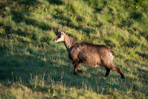 Chamois