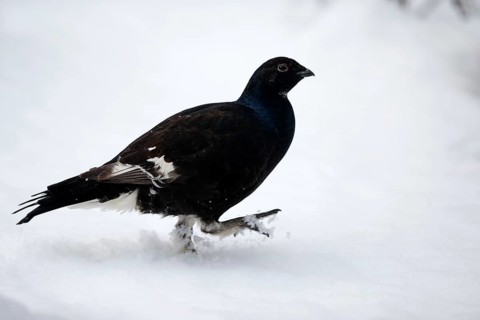 Black Grouse