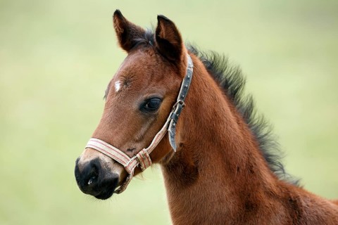 English thoroughbred horse
