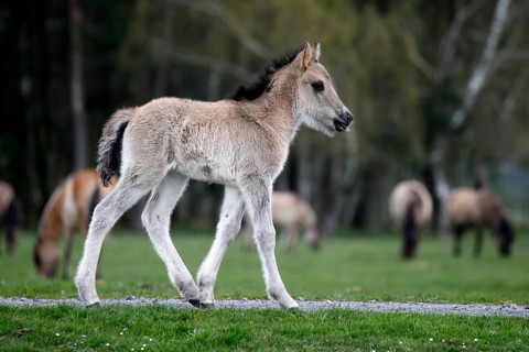 Wild Horse Duelmen