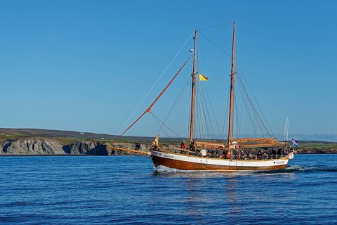 Old fishing boats are used for whale-watching