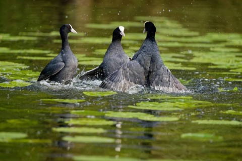 Fighting eurasian coots