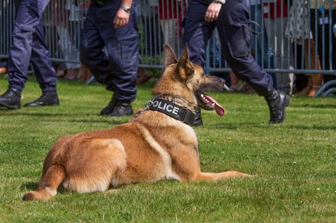 Malinois