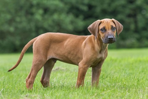 Rhodesian Ridgeback
