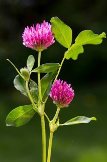 Red Clover