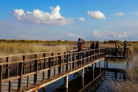 Daimiel