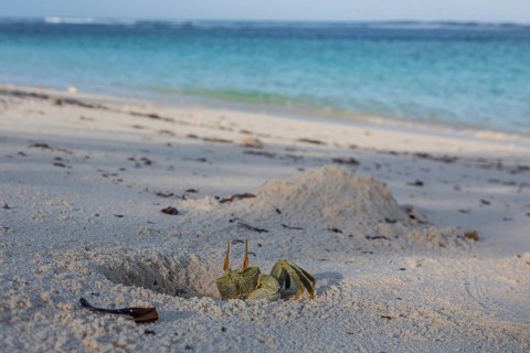 Ghost crab