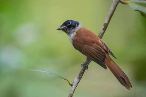 Seychelles Paradise Flycatcher f
