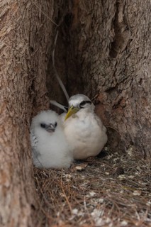 White-tailed tropicbird