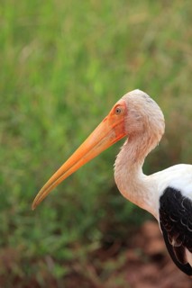 Painted stork