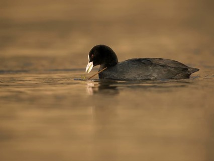 Common coot