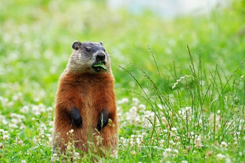 Groundhog feeding in a field