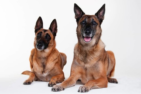 Malinois