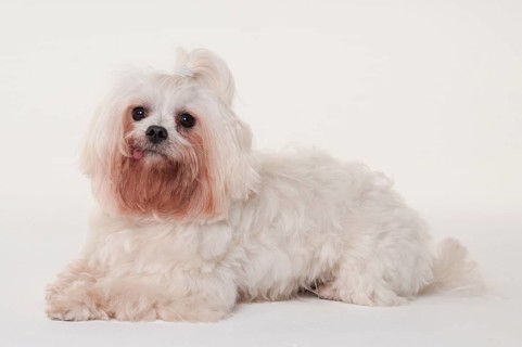 Maltese