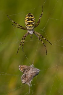 Wespenspinne wasp