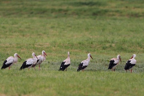 White storks