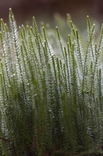 Sprossender Baerlapp