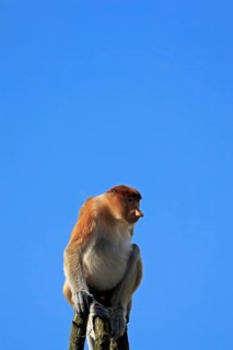 Proboscis monkey