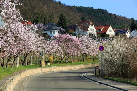 Almond tree