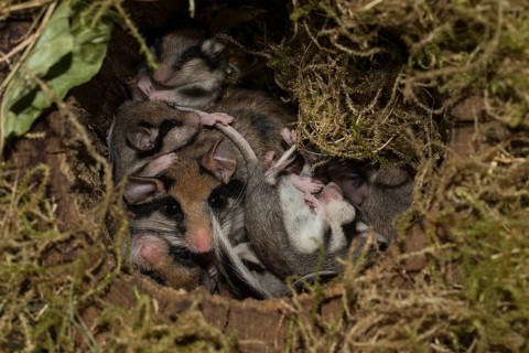 Garden dormouse