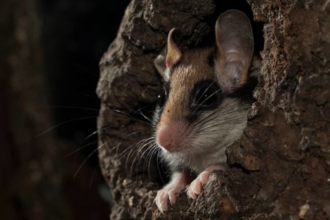 Garden dormouse