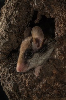 Garden dormouse