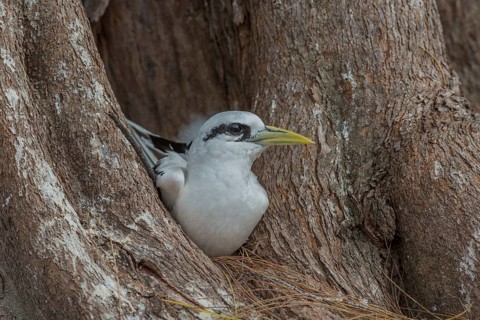 White-tailed tropicbird