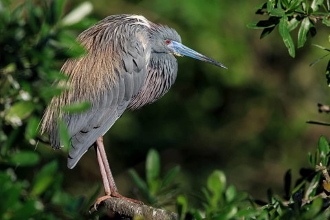Tricolored heron