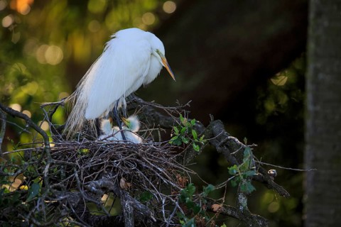 Great egret