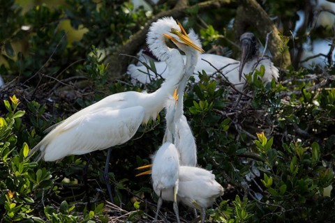 Great egret