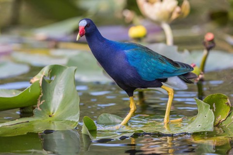 American purple gallinule