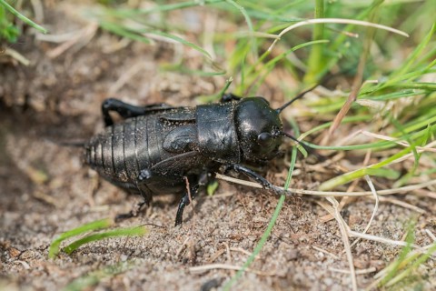 Gryllus campestris