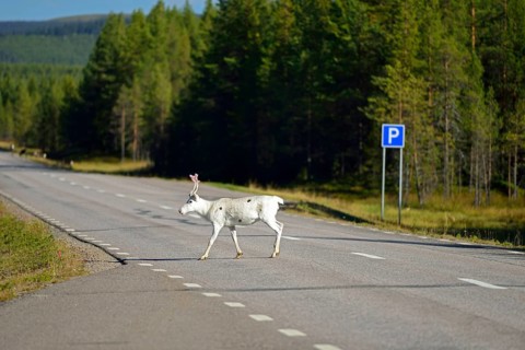 Reindeer on the E45 near Renviken