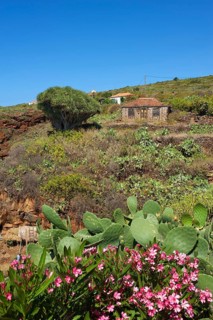 Old farmhouse with dragon tree in Garafia