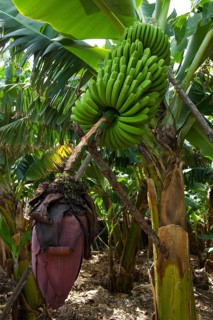 Bananas